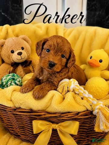 Mini Goldendoodle dogs Parker - Ad 1