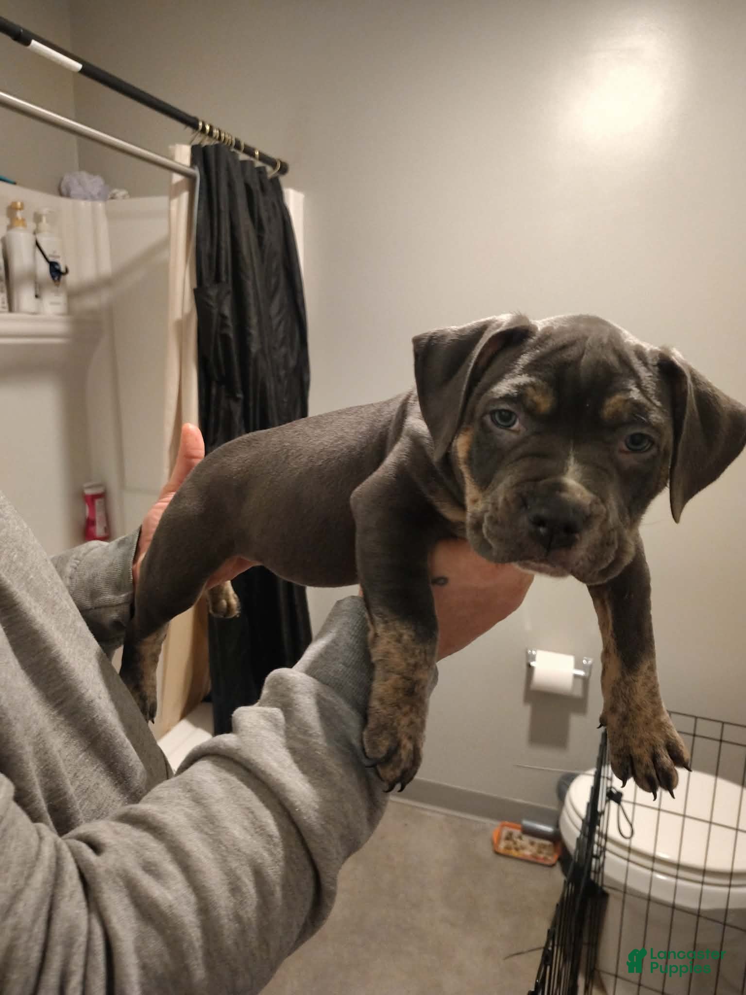 American Bully dogs American Bully Puppy 2 - Ad 1