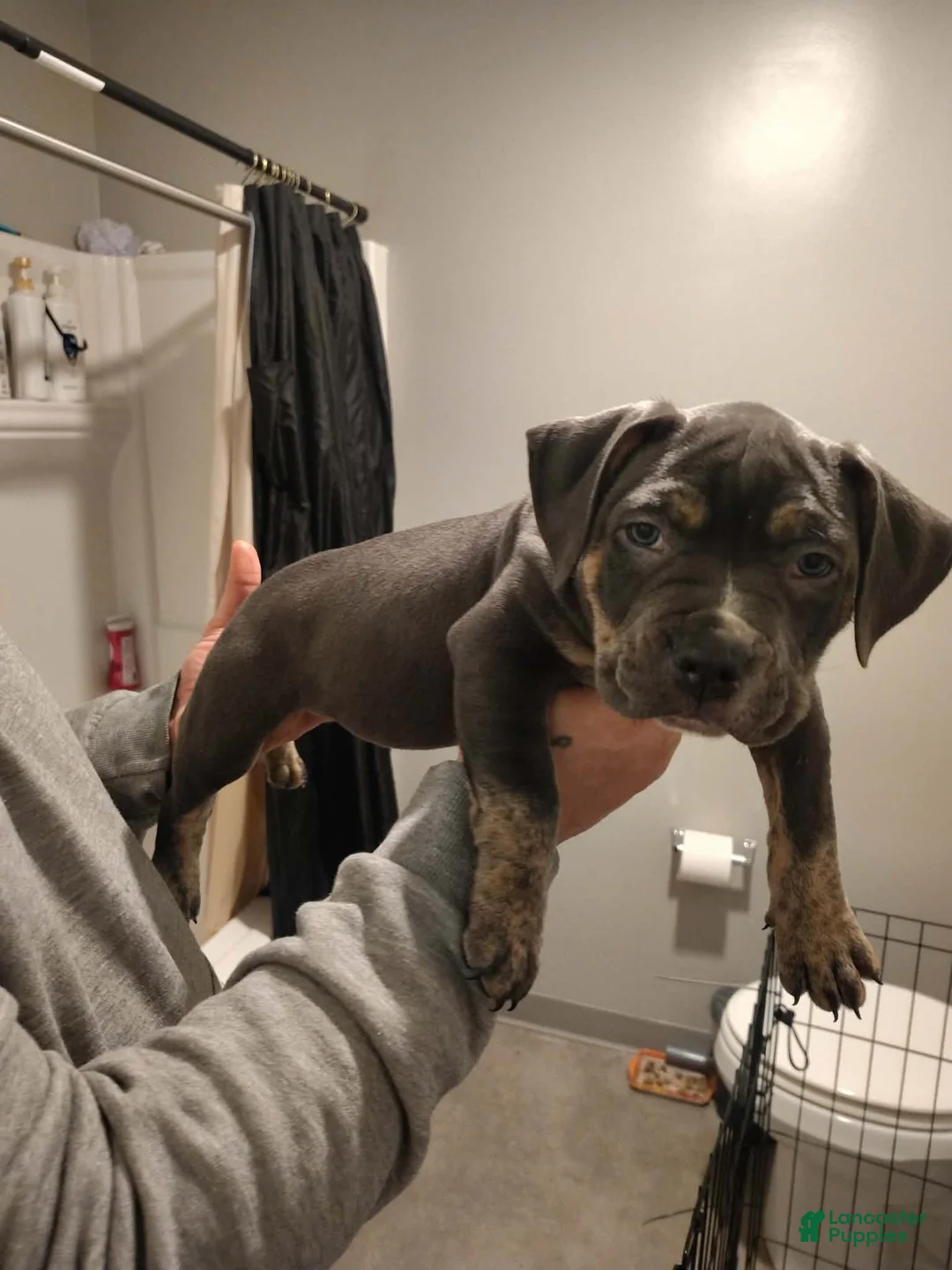 American Bully dogs for sale: American Bully Puppy 2 - Ad 1