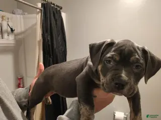 American Bully dogs American Bully Puppy 2 - Ad 1