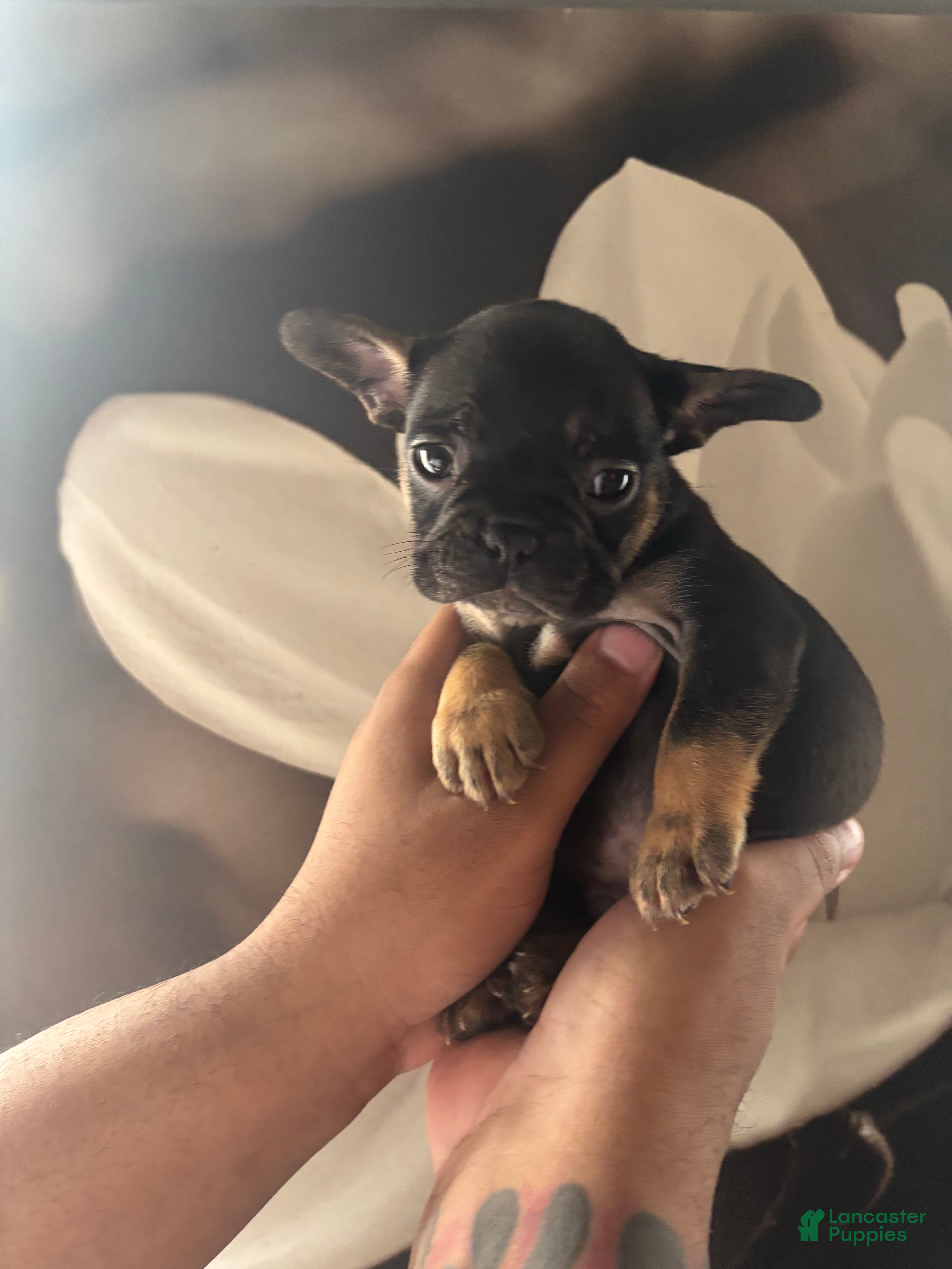 French Bulldog dogs Luna - Ad 26