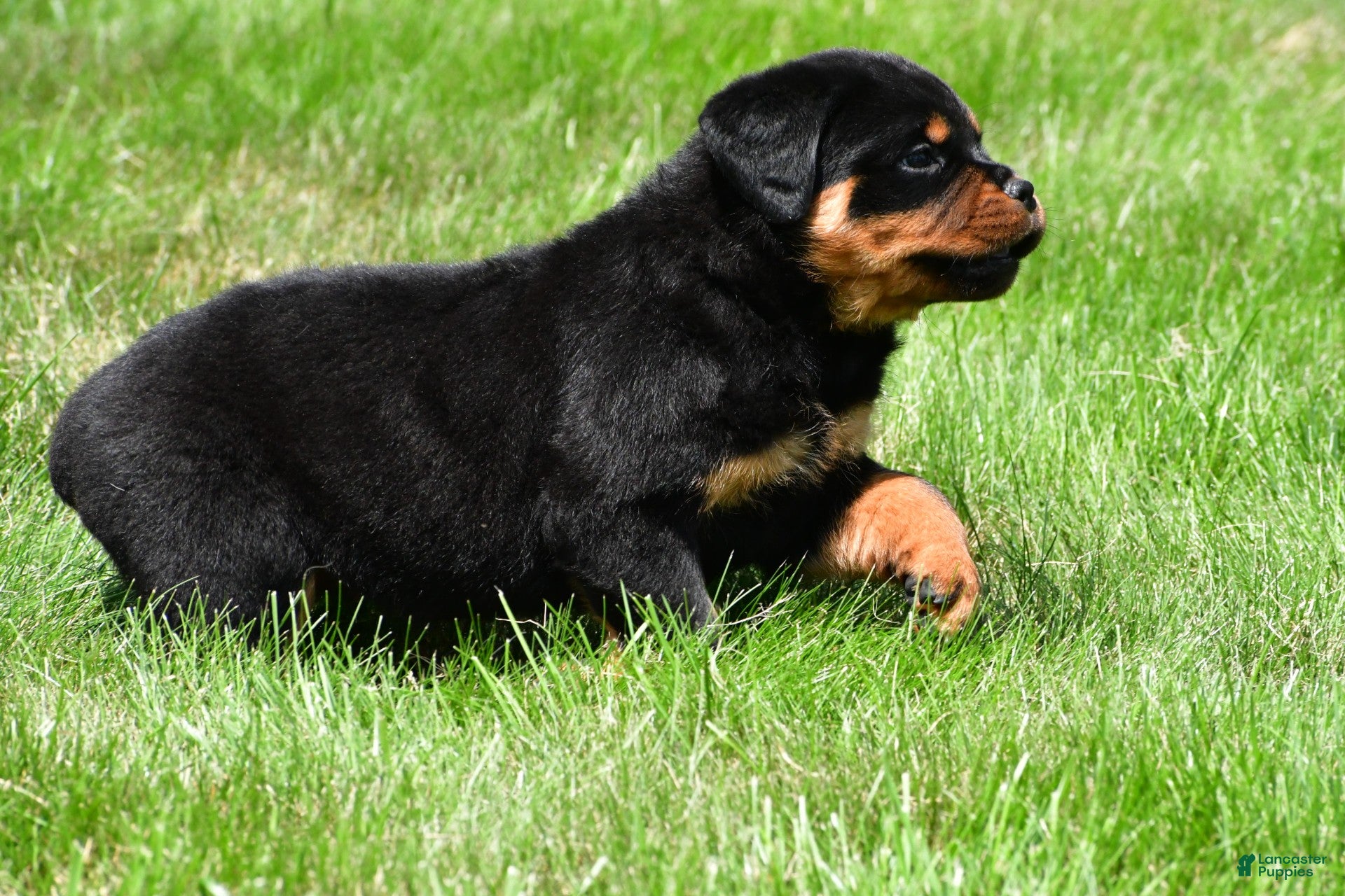 Rottweiler dogs virginia - Ad 2