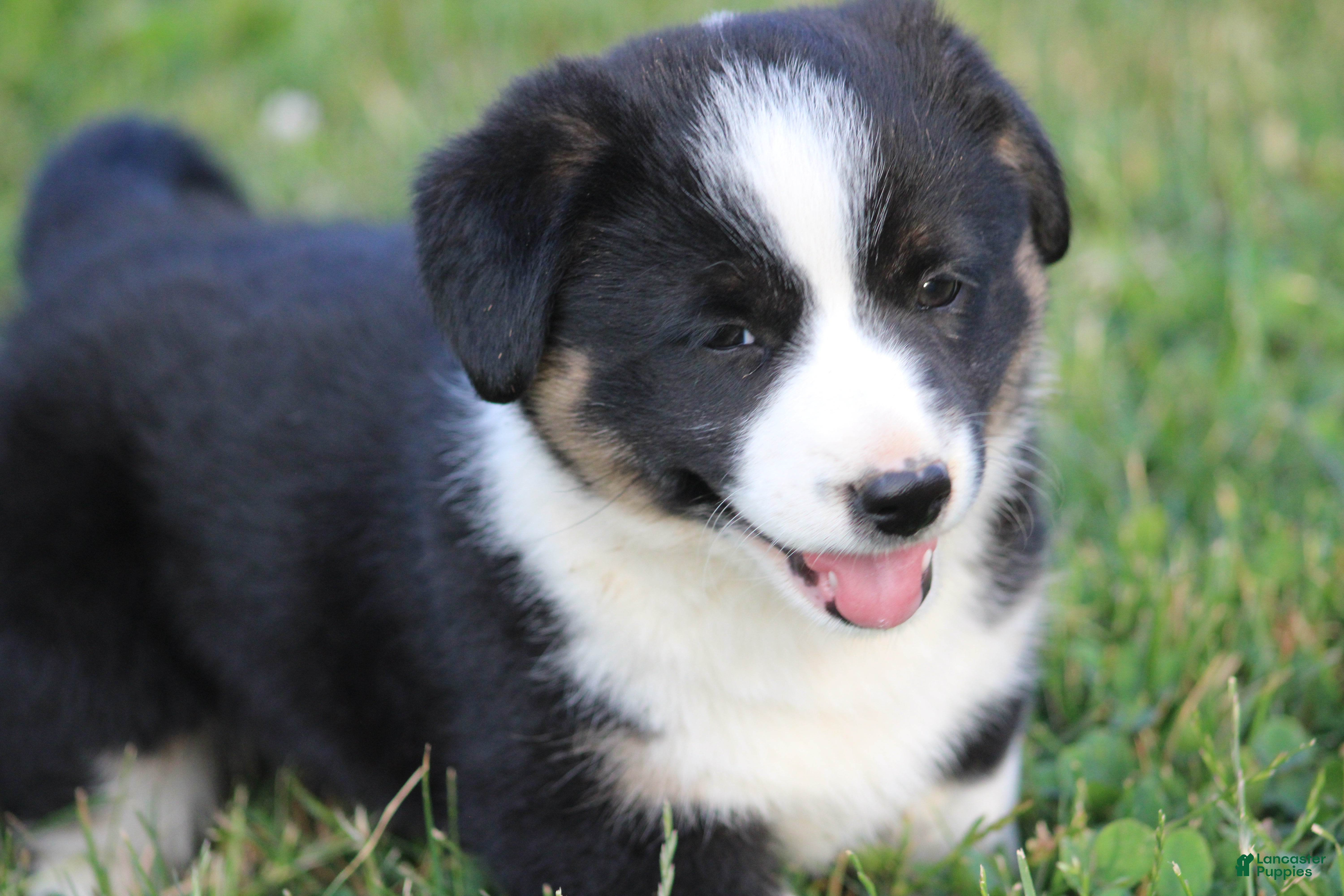 Mixed Breed dogs Jude🐶 - Ad 2