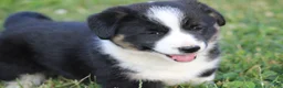 Mixed Breed dogs for sale: Jude🐶 - Ad 2
