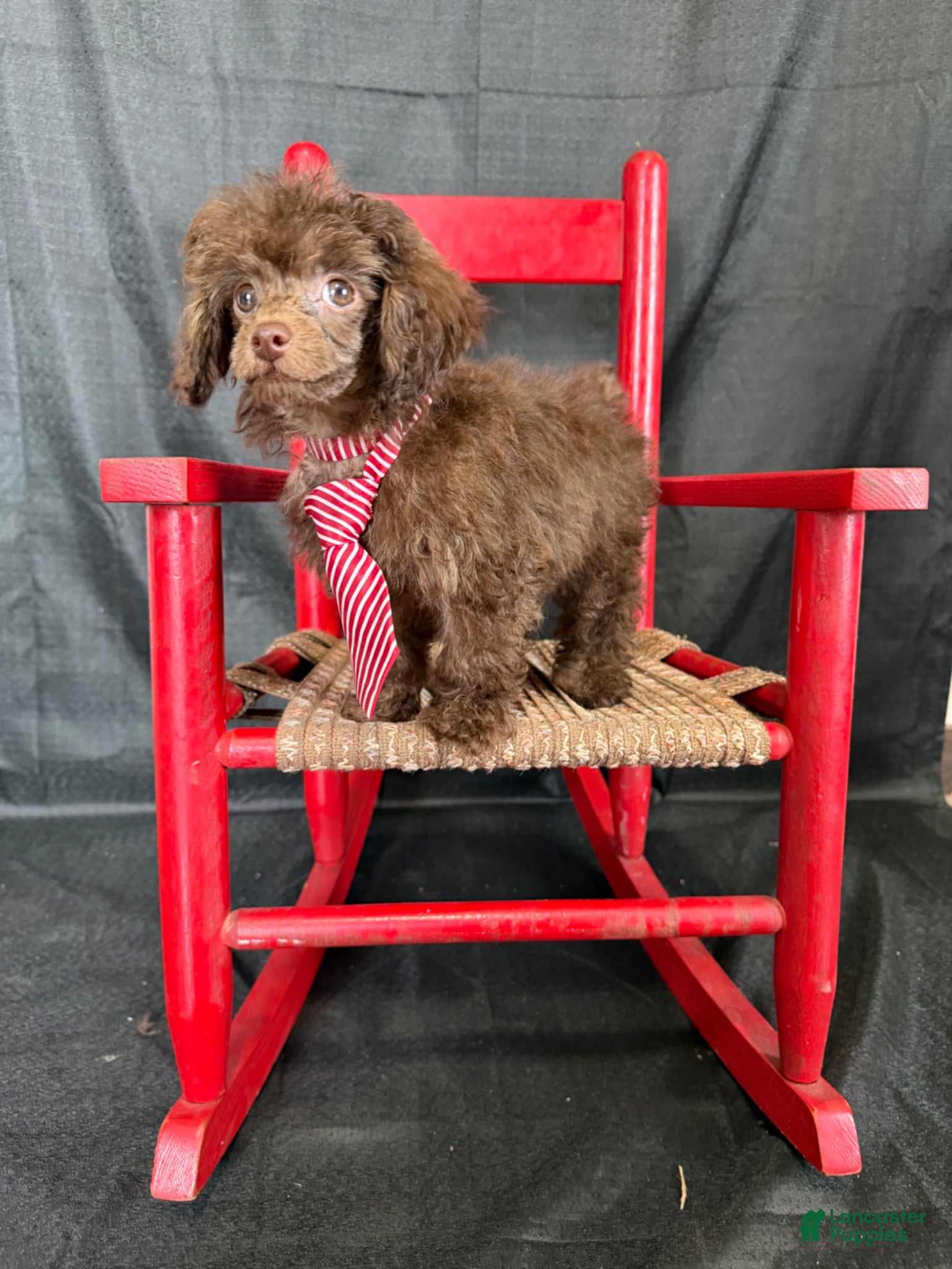 Toy Poodle dogs Akc Luke 💙 - Ad 8