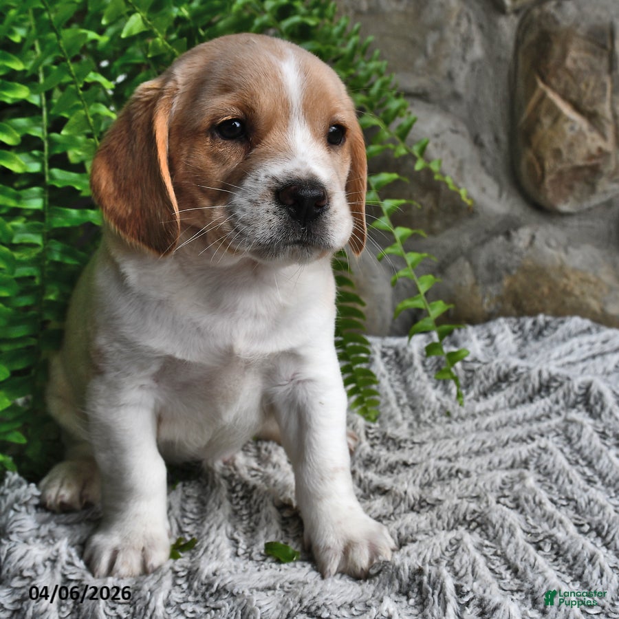 Mixed Breed dogs Lilac - Ad 1