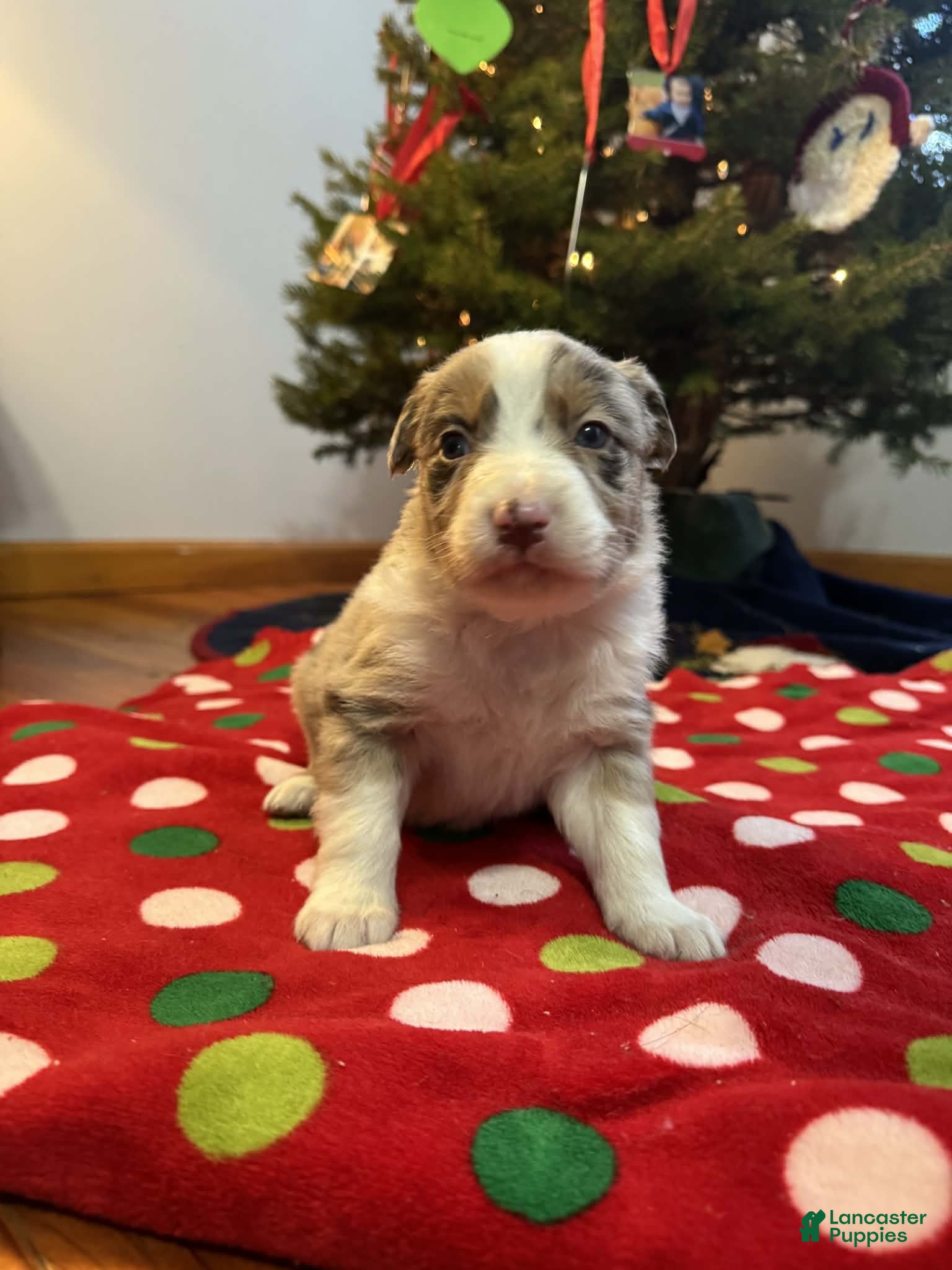 Australian Shepherd dogs Yukon - Ad 7