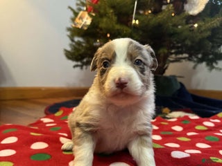 Australian Shepherd dogs Yukon - Ad 5