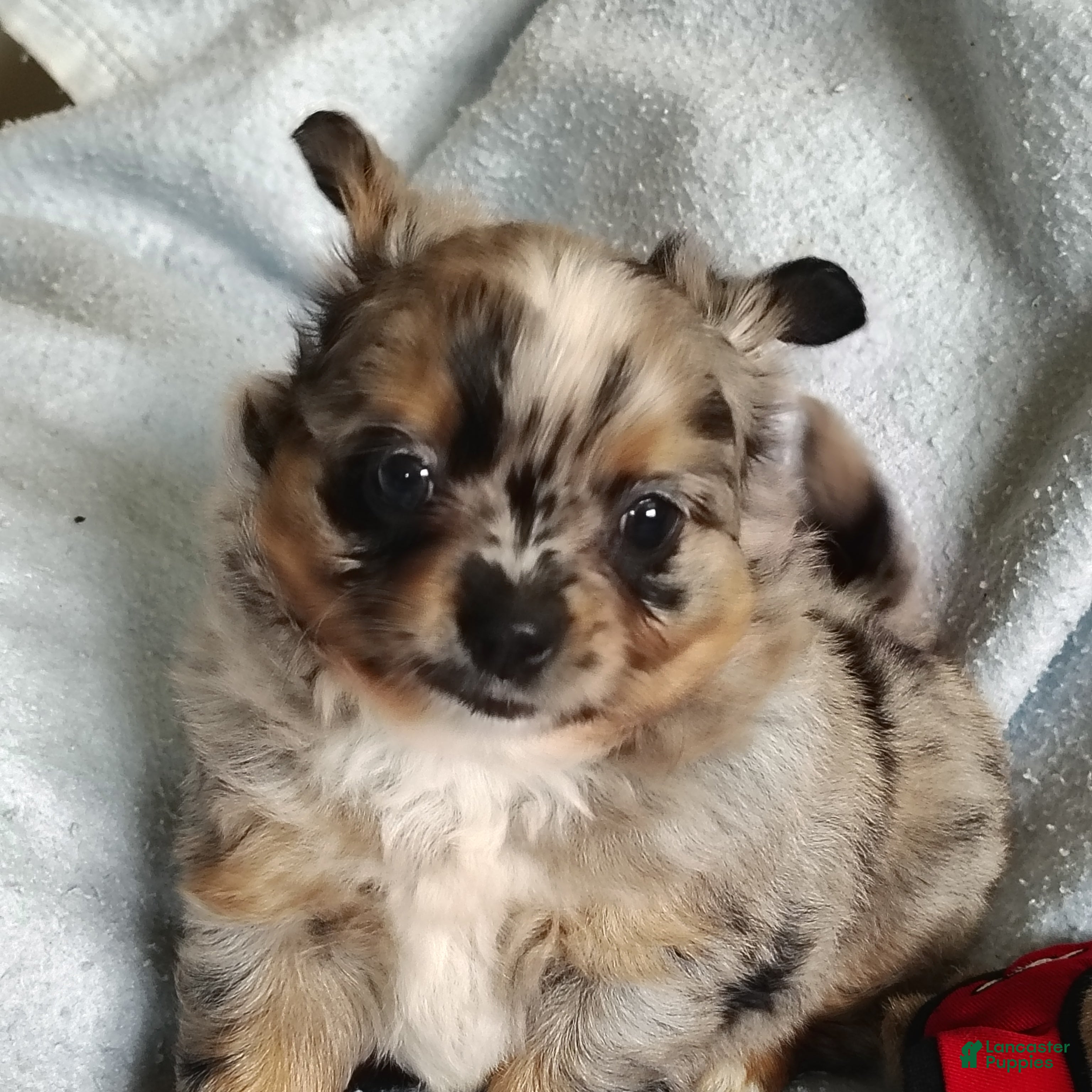 Pomchi dogs Boots - Ad 1