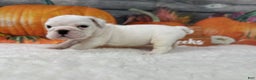 English Bulldog dogs for sale: Powder  - Ad 4