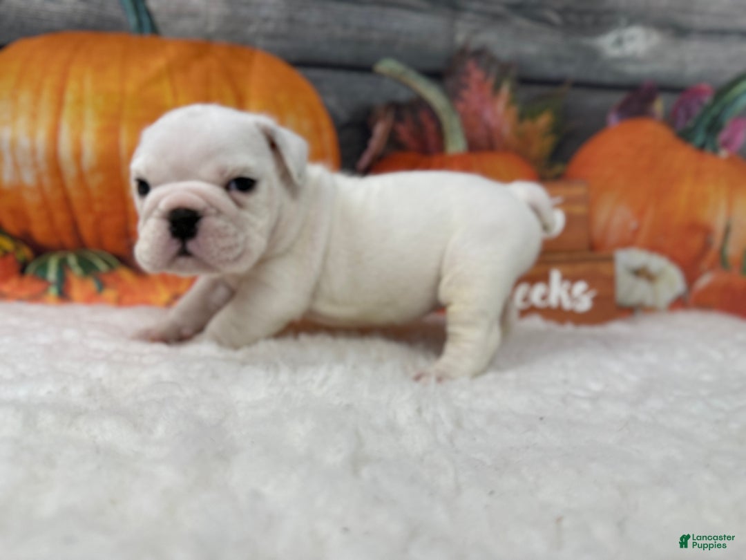 English Bulldog dogs for sale: Powder  - Ad 4