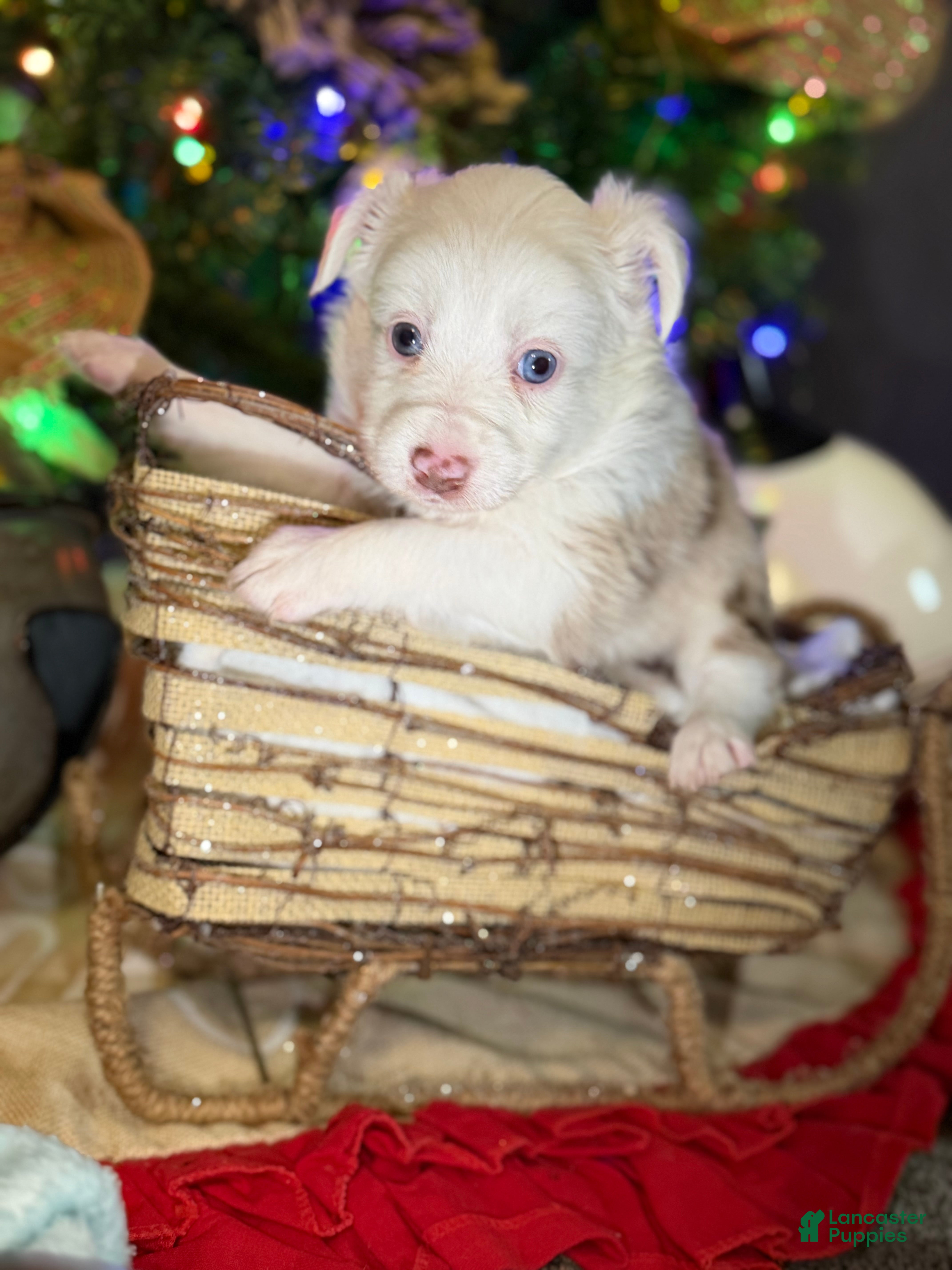 Miniature Australian Shepherd dogs RED - Ad 37