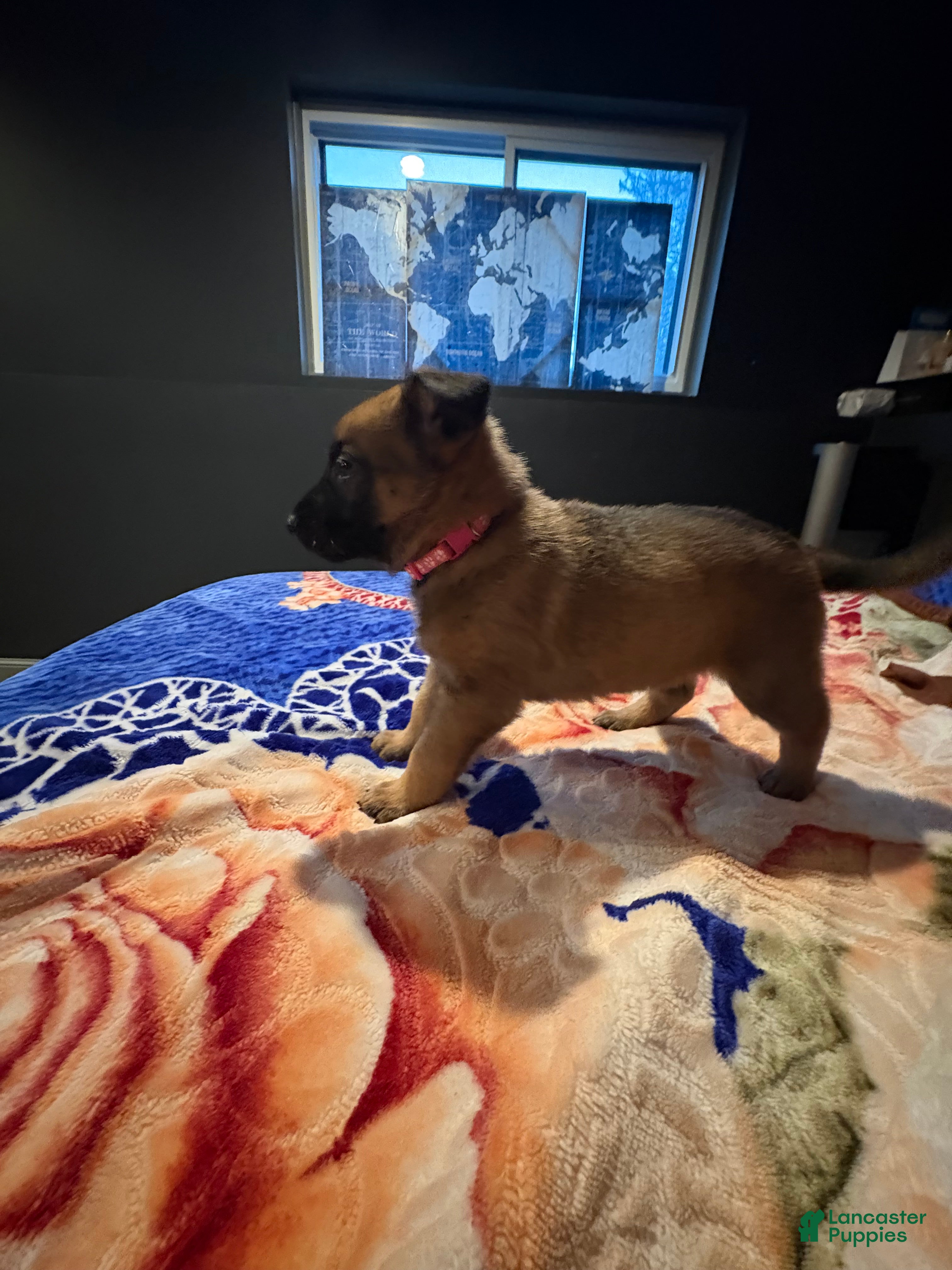 Mixed Breed dogs Valentine - Ad 1