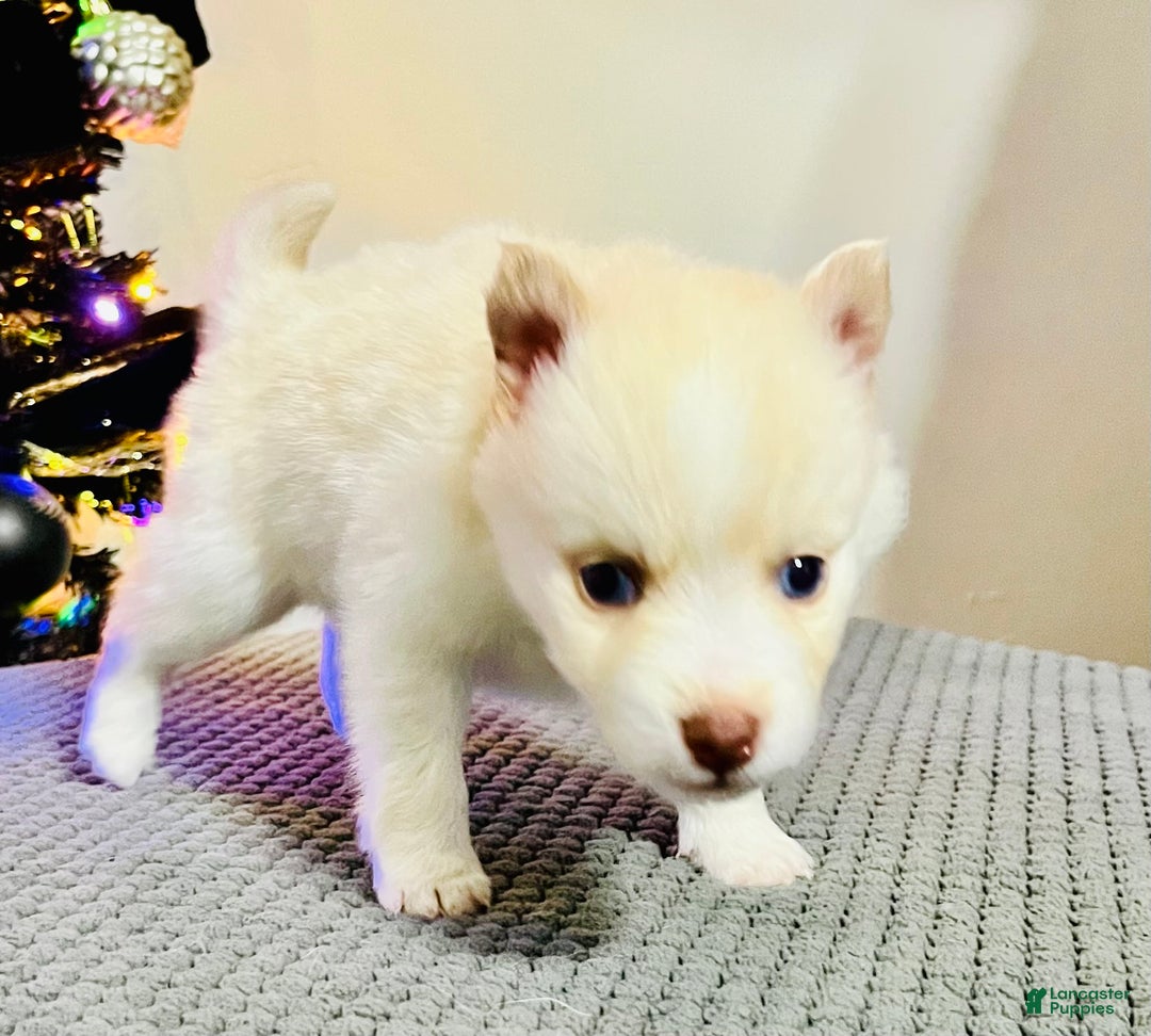 Pomsky dogs for sale: Red Foxx - Ad 3