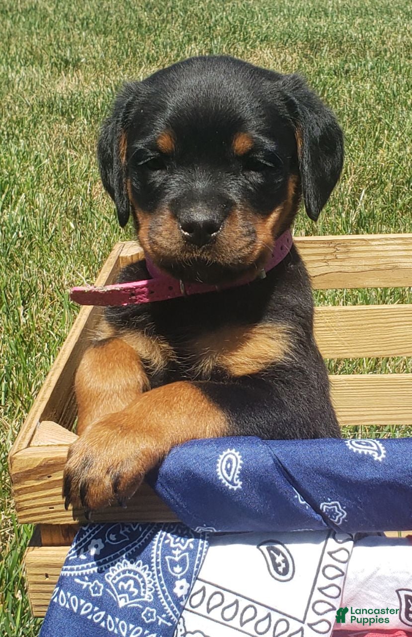 Rottweiler dogs Lily - Ad 1
