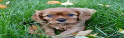 Cavalier King Charles Spaniel dogs for sale: Vincent - Ad 12