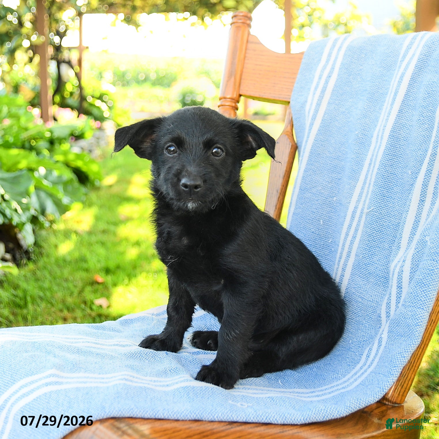 Mixed Breed dogs for sale: Richie - Ad 2
