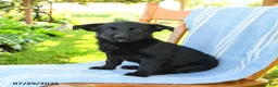 Mixed Breed dogs for sale: Richie - Ad 1