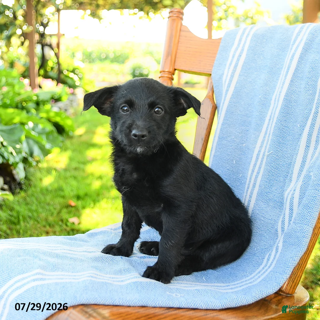 Mixed Breed dogs for sale: Richie - Ad 1