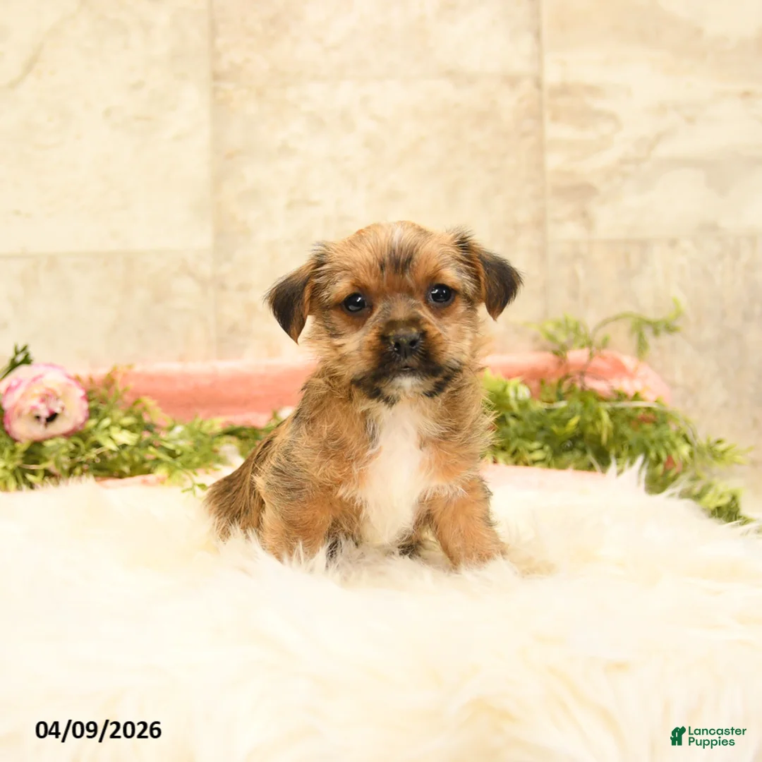 Shorkie dogs for sale: Sherlock - Ad 2