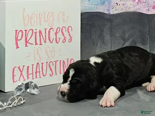 Great Dane dogs Mantle Female - Ad 9