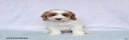Cavapoo dogs for sale: Biscuit - Ad 9