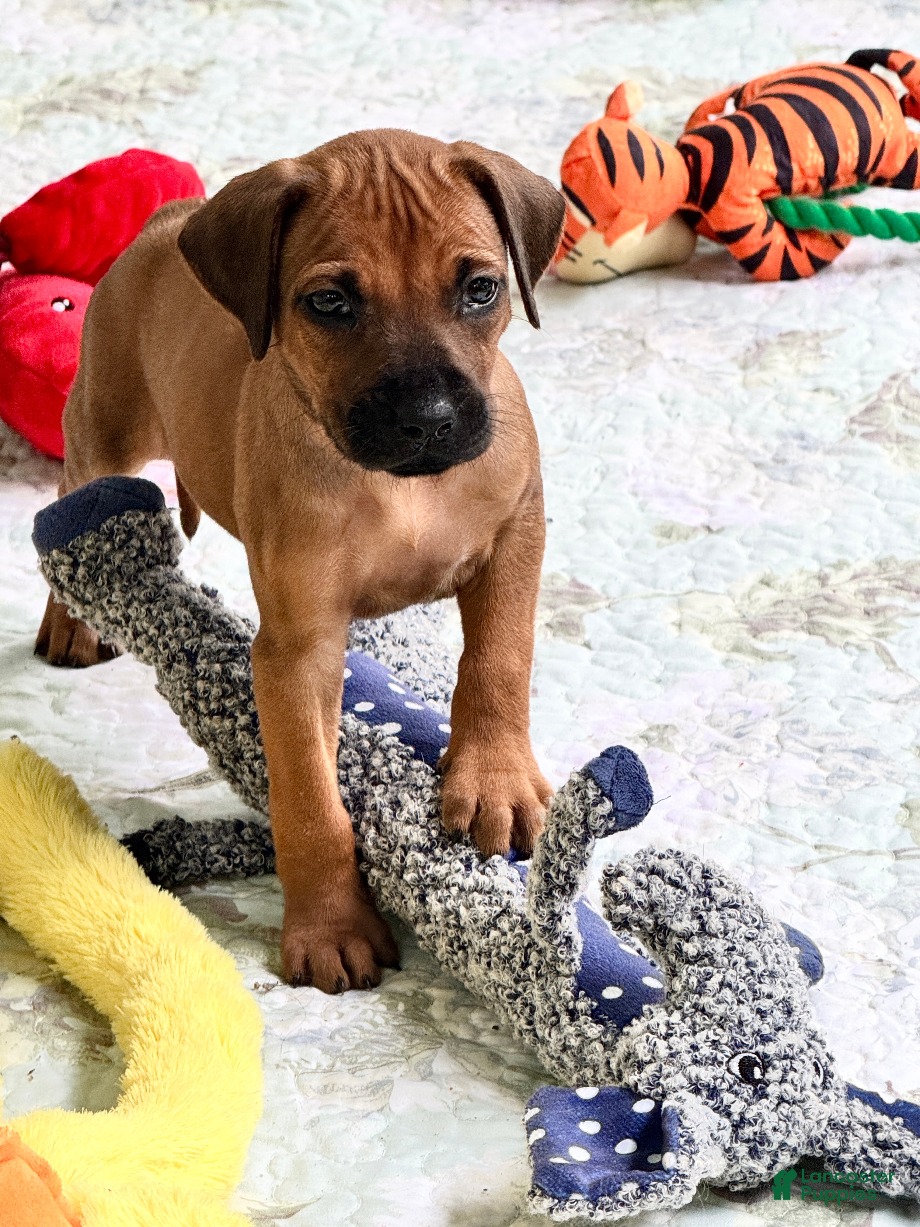 Rhodesian Ridgeback dogs Rhodesian Ridgeback Miss Hot Pink  - Ad 1