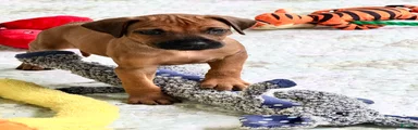 Rhodesian Ridgeback Miss Hot Pink 