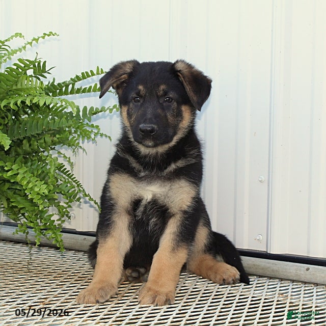 German Shepherd dogs Tucker - Ad 1
