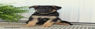 Tucker