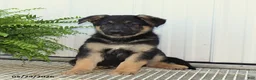 German Shepherd dogs for sale: Tucker - Ad 1