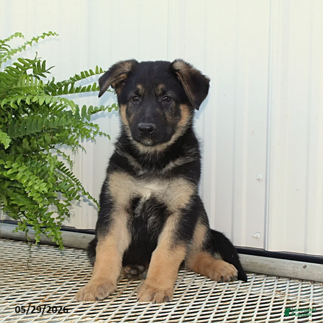German Shepherd dogs for sale: Tucker - Ad 1
