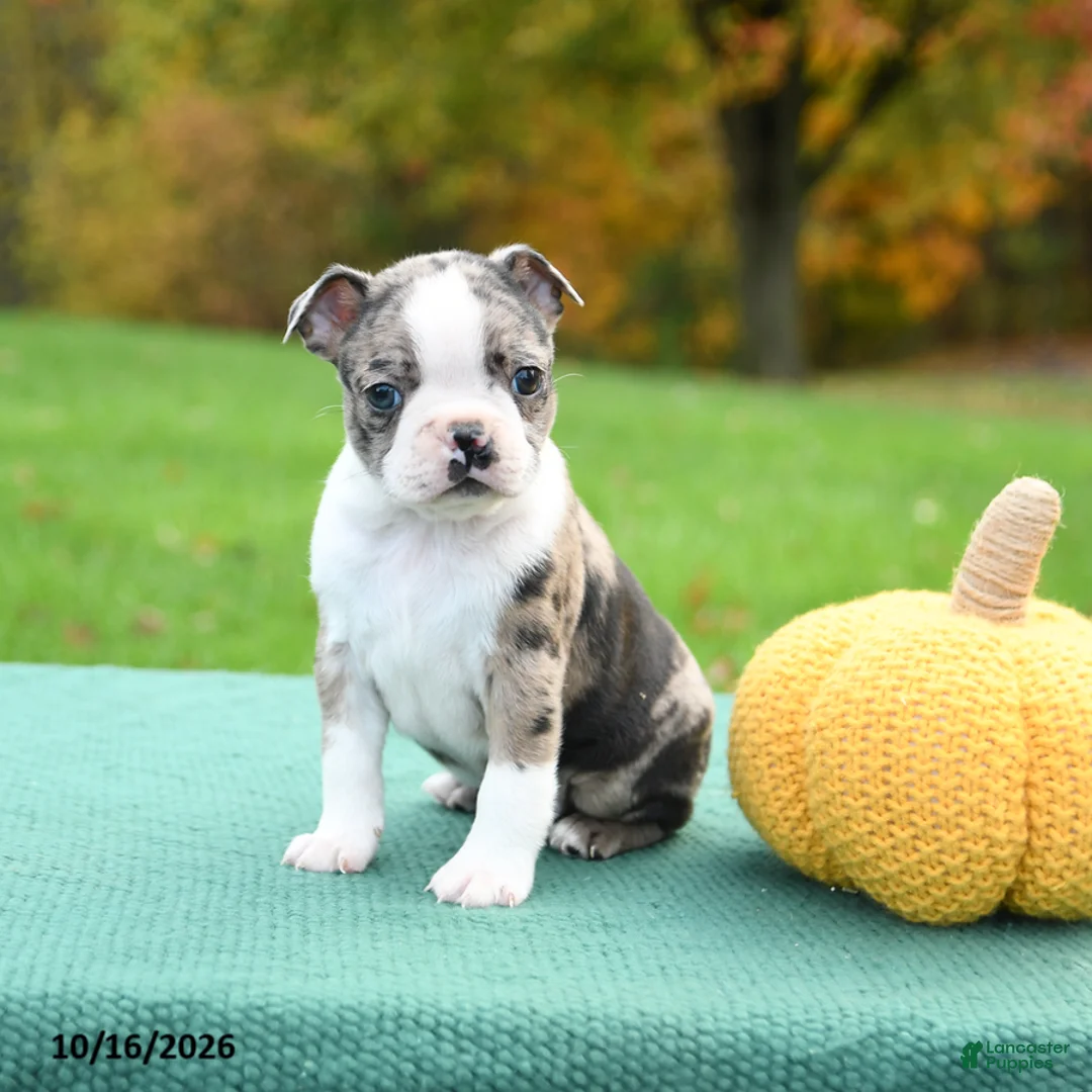 Boston Terrier dogs for sale: Ned - Ad 1