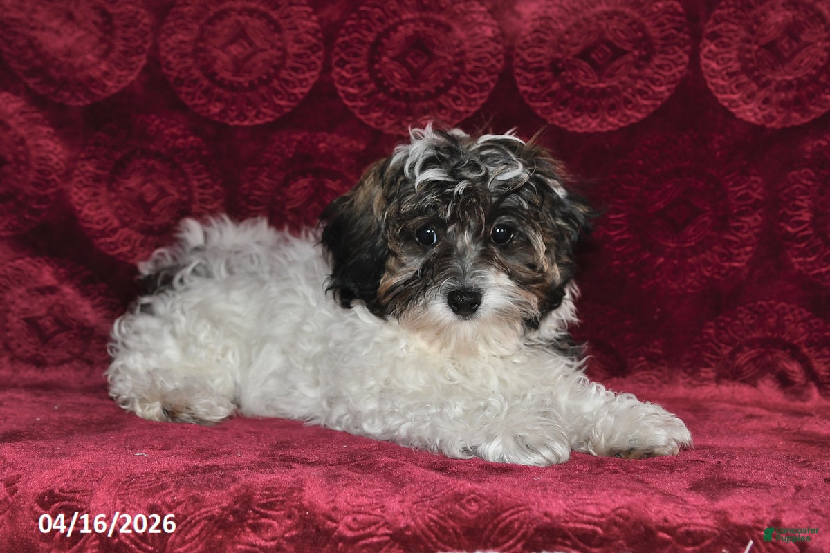 Maltipoo dogs Sparky - Ad 1