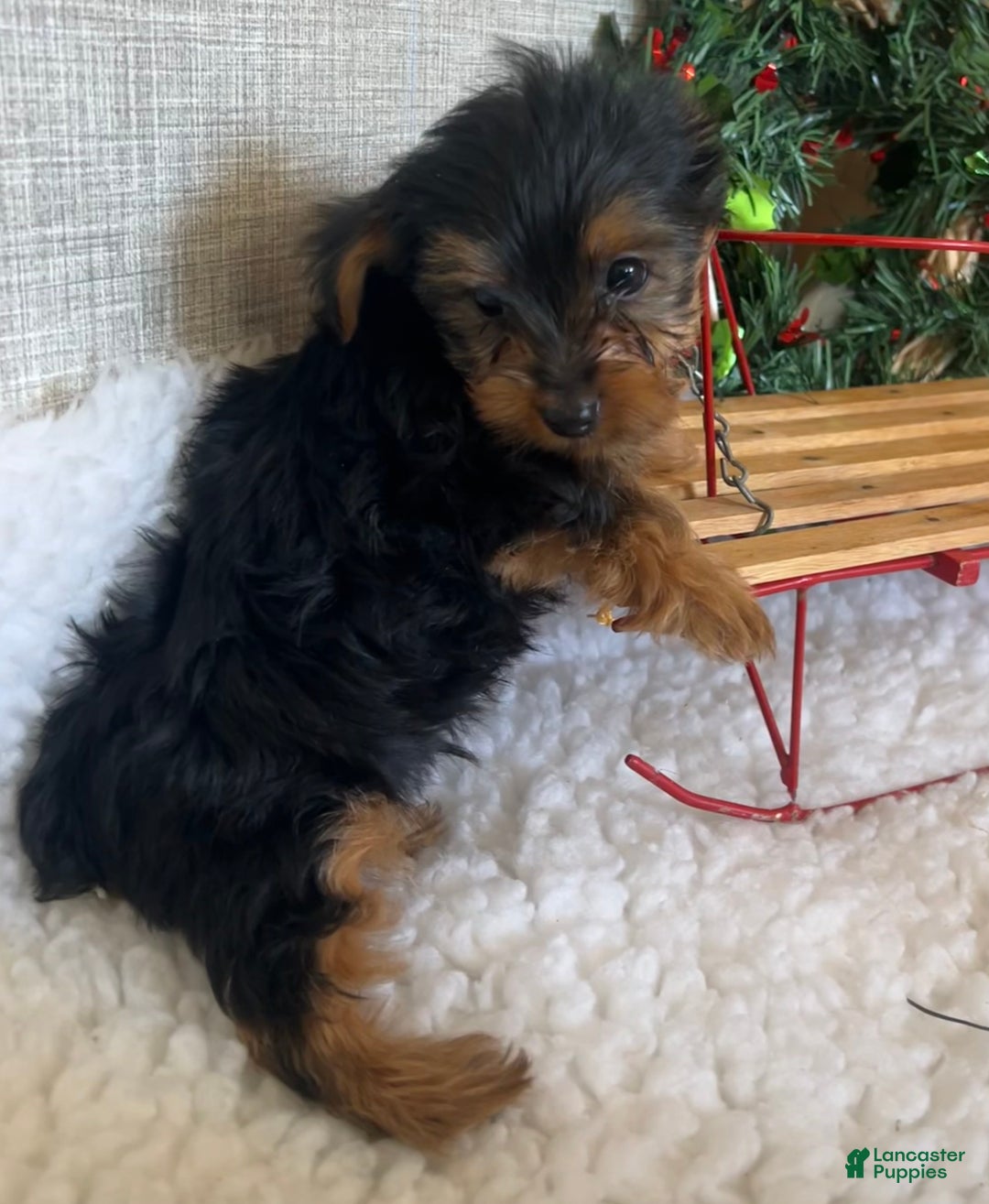 Yorkshire Terrier dogs for sale: Randy - Ad 8