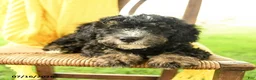 Mini Bernedoodle dogs for sale: Cindy - Ad 4