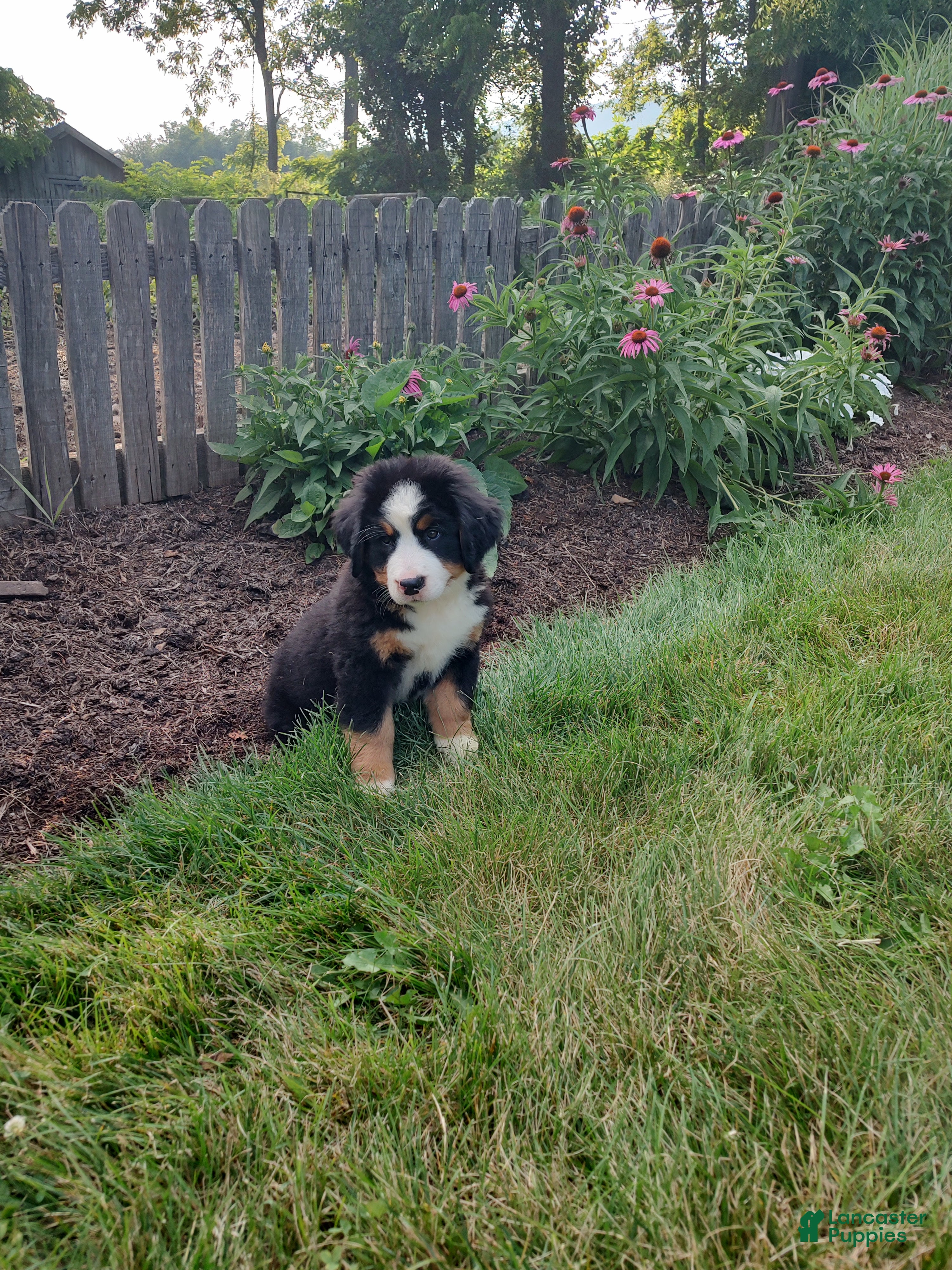 Bernese Mountain Dog dogs Angie - Ad 2