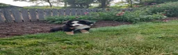 Bernese Mountain Dog dogs for sale: Angie - Ad 2
