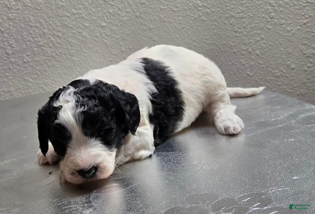 Mini Goldendoodle dogs for sale: Molly - Ad 4