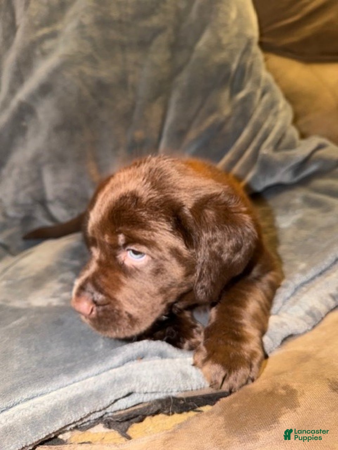 Labrador Retriever dogs for sale: Labrador Retriever Puppy 1 - Ad 2