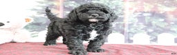 Mini Goldendoodle dogs for sale: Valentine - Ad 4