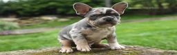 French Bulldog dogs for sale: Ace  (Blue Merle Tan) 🐶✨ - Ad 5
