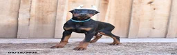 Doberman Pinscher dogs for sale: Roxie - Ad 4