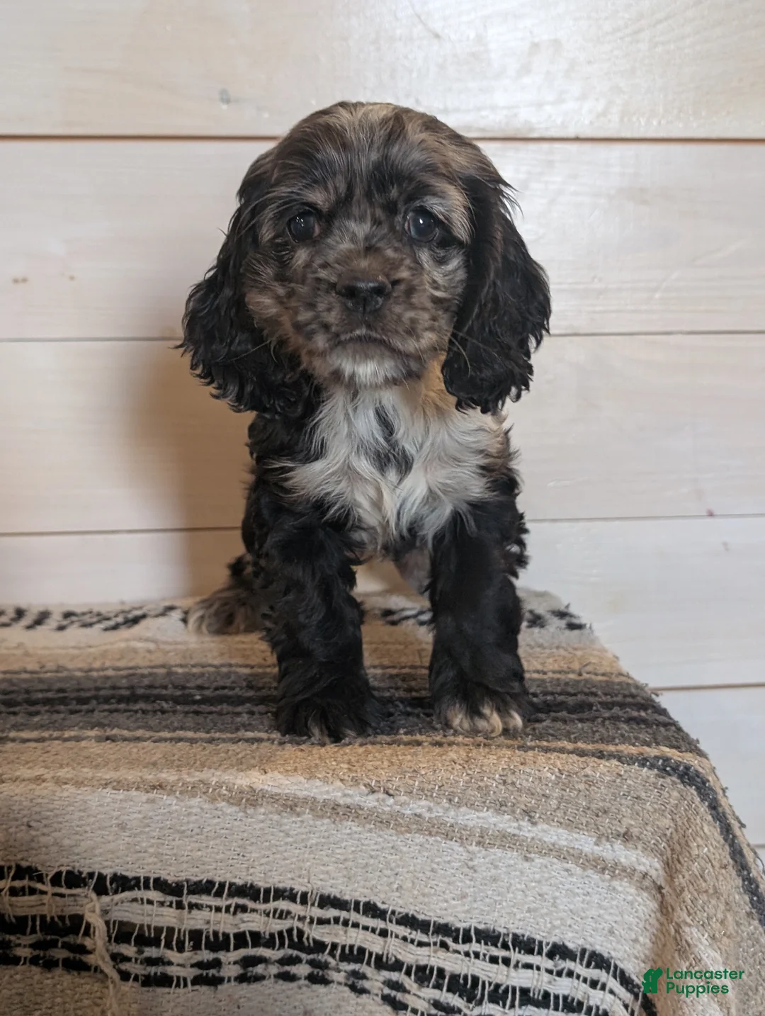 Cocker Spaniel dogs for sale: Anne - Ad 2
