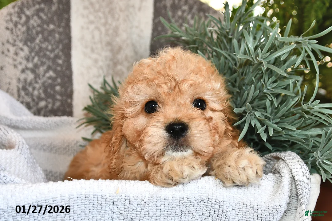 Cavachon dogs for sale: Miles - Ad 3