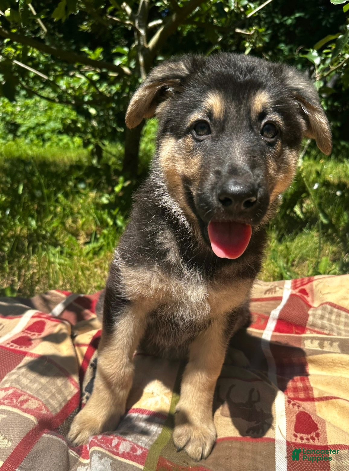 German Shepherd dogs Rinah  - Ad 5