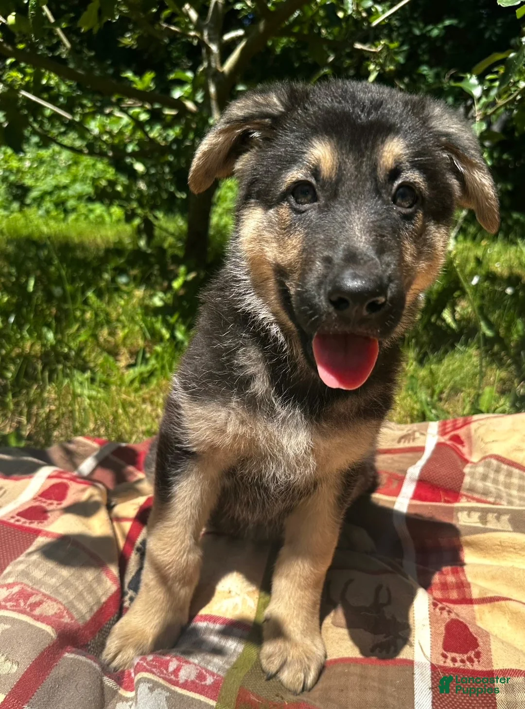 German Shepherd dogs for sale: Rinah  - Ad 1