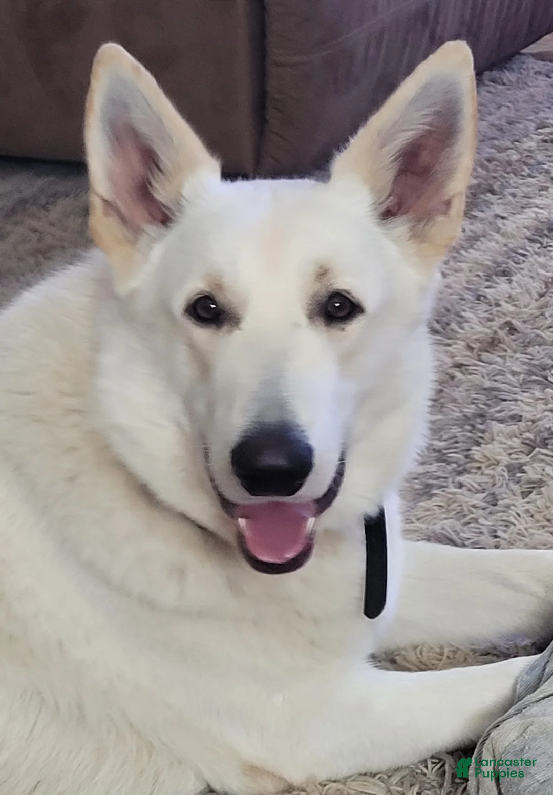 German Shepherd dogs for sale: White German Shepherd Puppy - Red - Ad 4