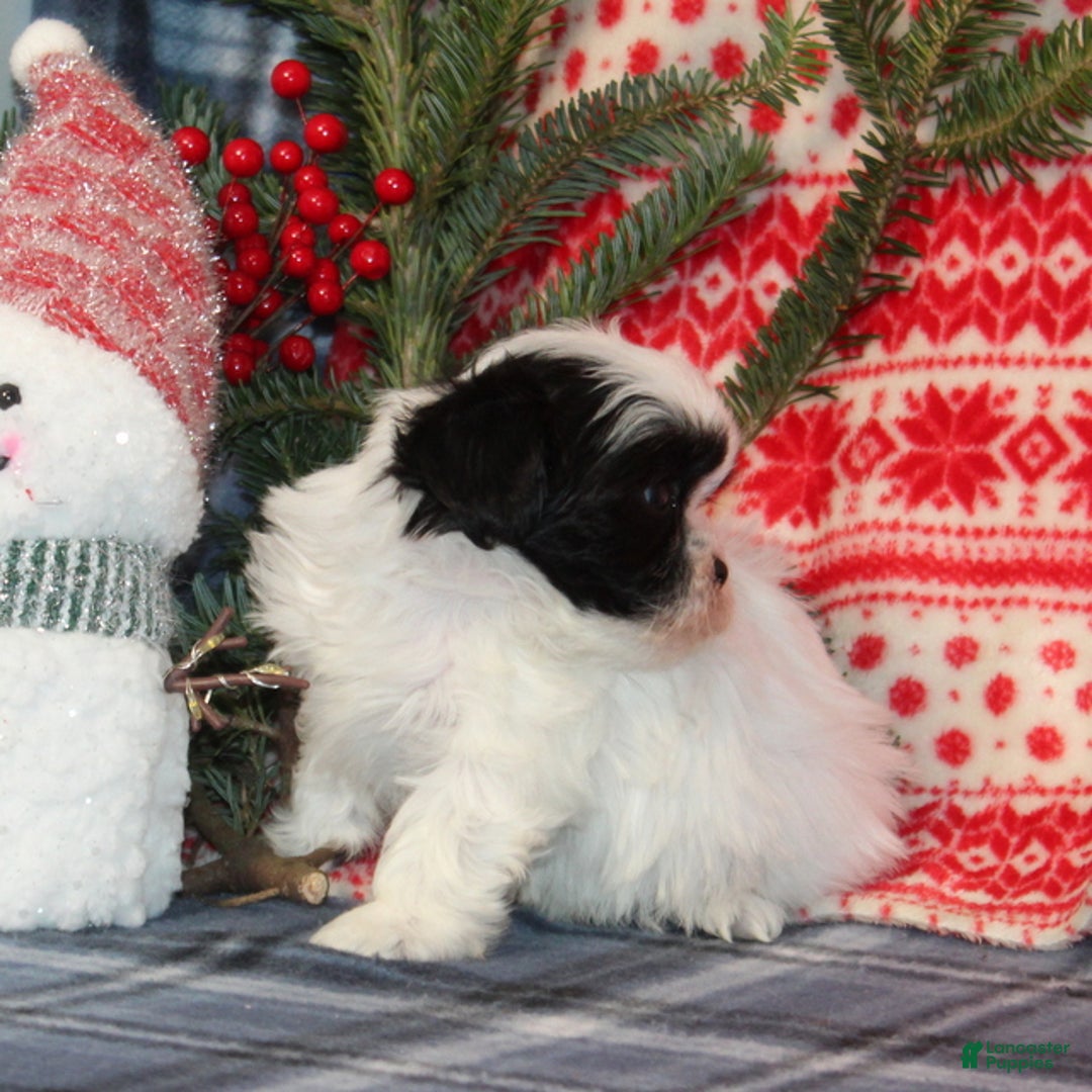 Teddy Bear dogs for sale: Harmony - Ad 2