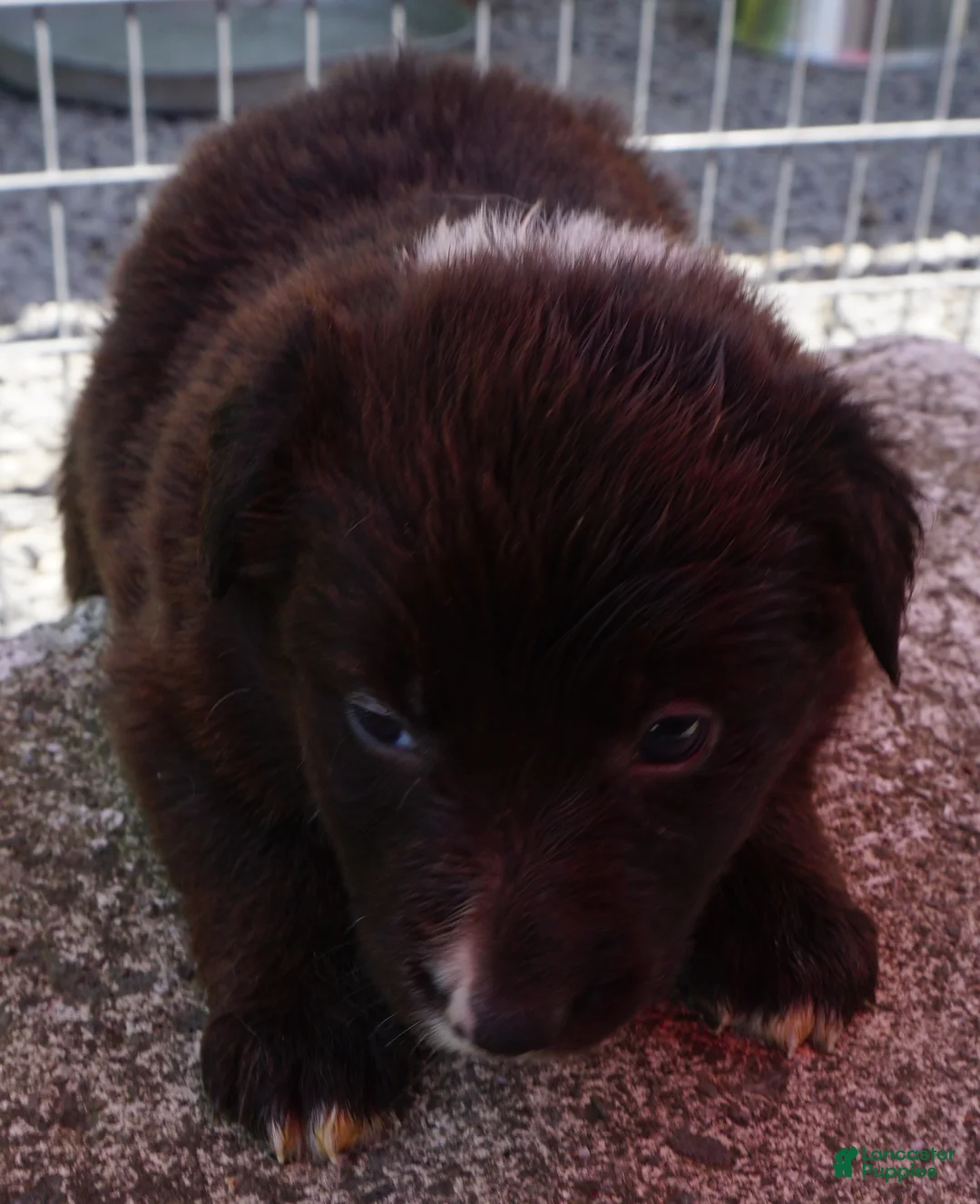 Border Collie dogs for sale: MOLLY - Ad 2